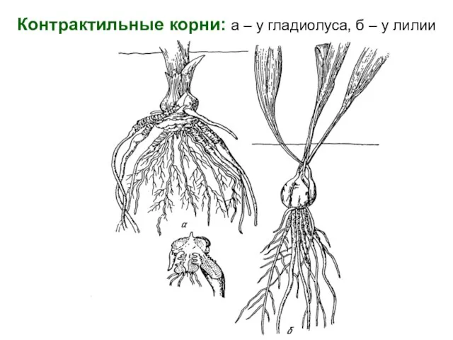 Контрактильные корни: а – у гладиолуса, б – у лилии