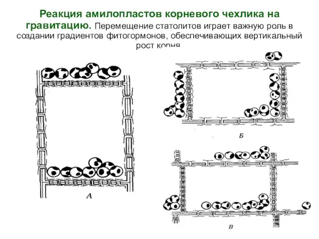 Реакция амилопластов корневого чехлика на гравитацию. Перемещение статолитов играет важную роль в