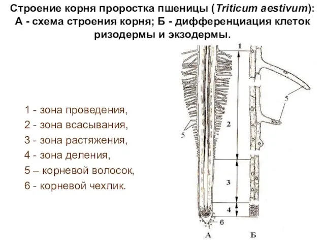 Строение корня проростка пшеницы (Triticum aestivum): А - схема строения корня; Б