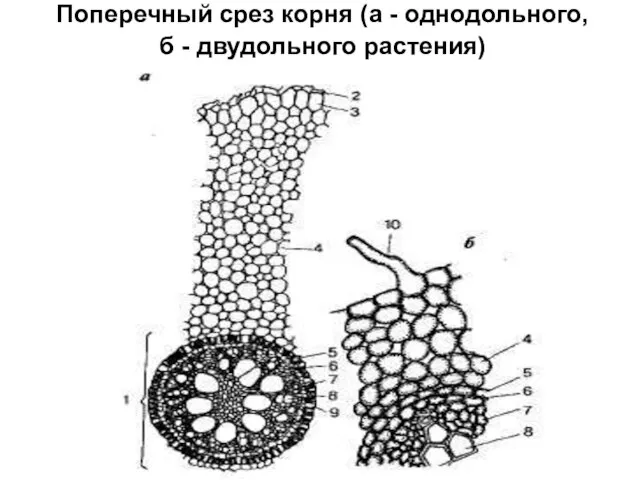 Поперечный срез корня (а - однодольного, б - двудольного растения)