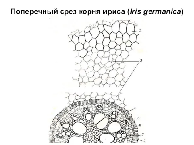 Поперечный срез корня ириса (Iris germanica)