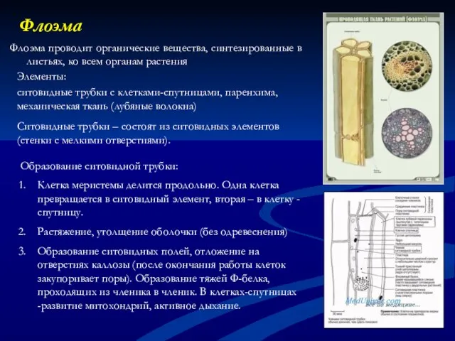 Флоэма Флоэма проводит органические вещества, синтезированные в листьях, ко всем органам растения