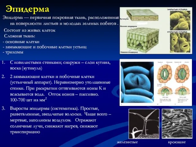 Эпидерма Эпидерма — первичная покровная ткань, расположенная на поверхности листьев и молодых