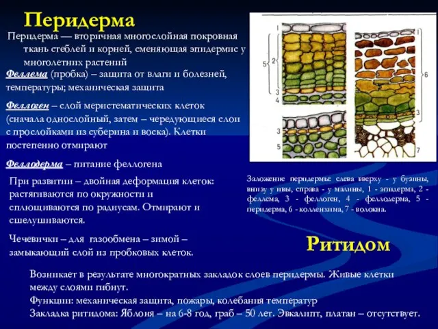 Перидерма Перидерма — вторичная многослойная покровная ткань стеблей и корней, сменяющая эпидермис