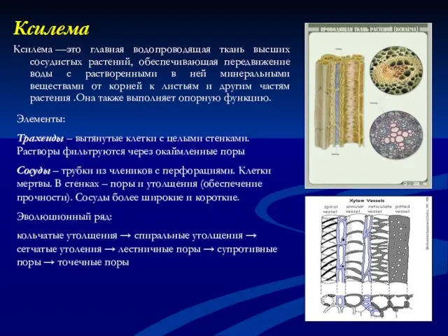 Ксилема Ксилема —это главная водопроводящая ткань высших сосудистых растений, обеспечивающая передвижение воды