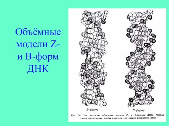 Объёмные модели Z- и B-форм ДНК