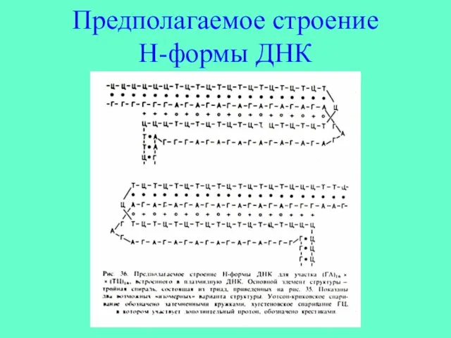 Предполагаемое строение Н-формы ДНК