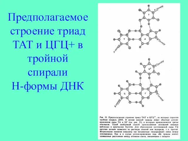 Предполагаемое строение триад ТАТ и ЦГЦ+ в тройной спирали Н-формы ДНК