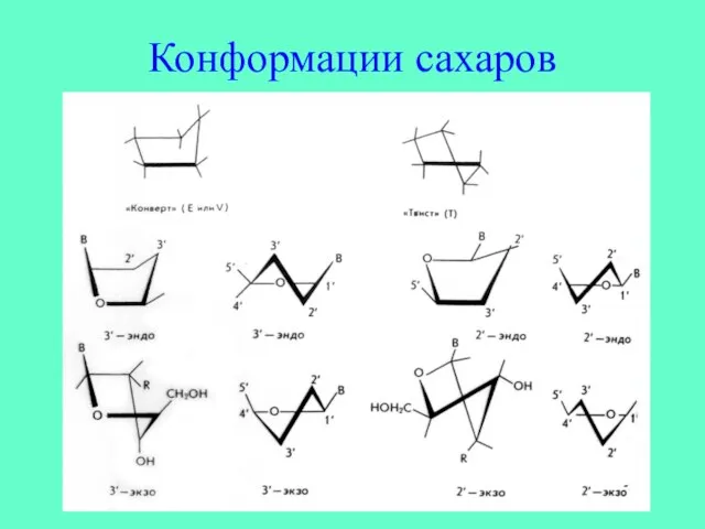 Конформации сахаров