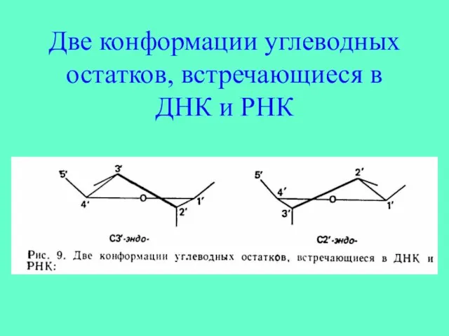 Две конформации углеводных остатков, встречающиеся в ДНК и РНК