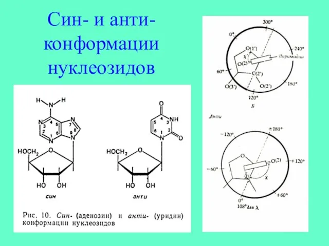 Син- и анти-конформации нуклеозидов