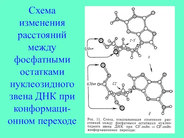 Схема изменения расстояний между фосфатными остатками нуклеозидного звена ДНК при конформаци-онном переходе