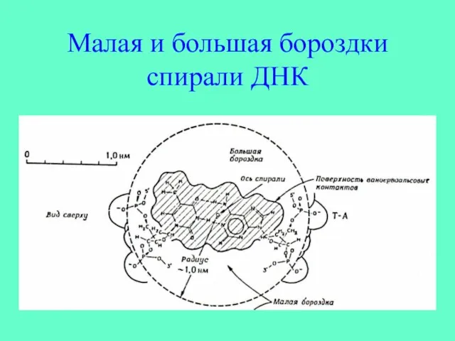 Малая и большая бороздки спирали ДНК