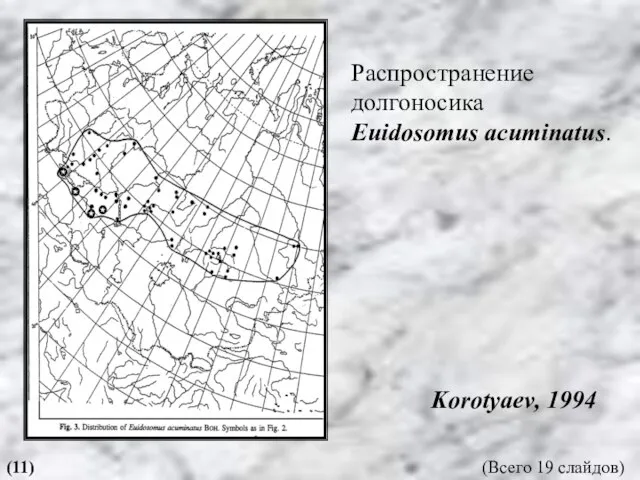 Распространение долгоносика Euidosomus acuminatus. Korotyaev, 1994 (11) (Всего 19 слайдов)
