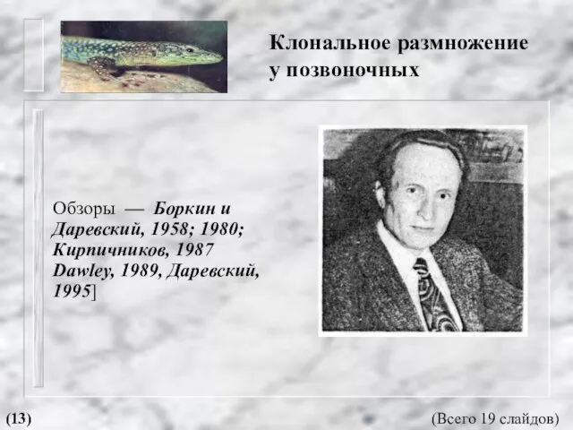 Клональное размножение у позвоночных Обзоры — Боркин и Даревский, 1958; 1980; Кирпичников,