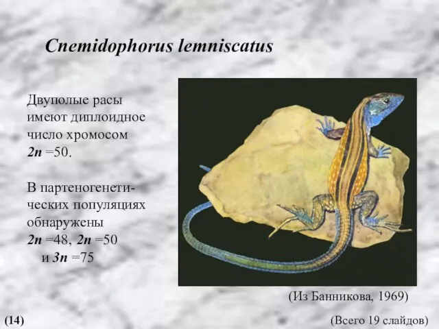 Cnemidophorus lemniscatus (14) (Из Банникова, 1969) Двуполые расы имеют диплоидное число хромосом