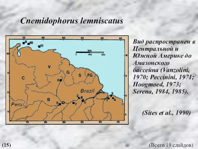 Cnemidophorus lemniscatus Вид распространен в Центральной и Южной Америке до Амазонского бассейна