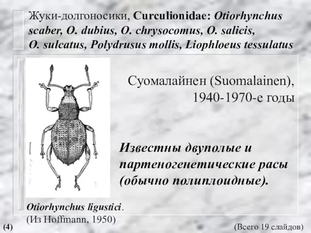 Жуки-долгоносики, Curculionidae: Otiorhynchus scaber, O. dubius, O. chrysocomus, O. salicis, O. sulcatus,