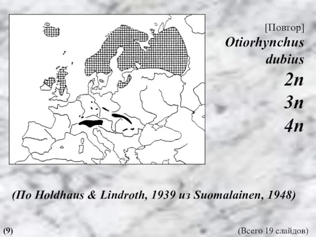 (По Holdhaus & Lindroth, 1939 из Suomalainen, 1948) [Повтор] Otiorhynchus dubius 2n