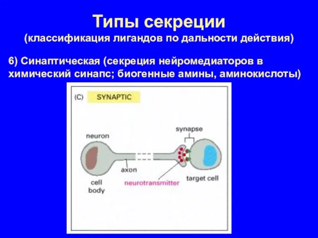 Типы секреции (классификация лигандов по дальности действия) 6) Синаптическая (секреция нейромедиаторов в