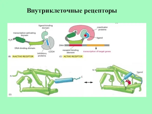 Внутриклеточные рецепторы