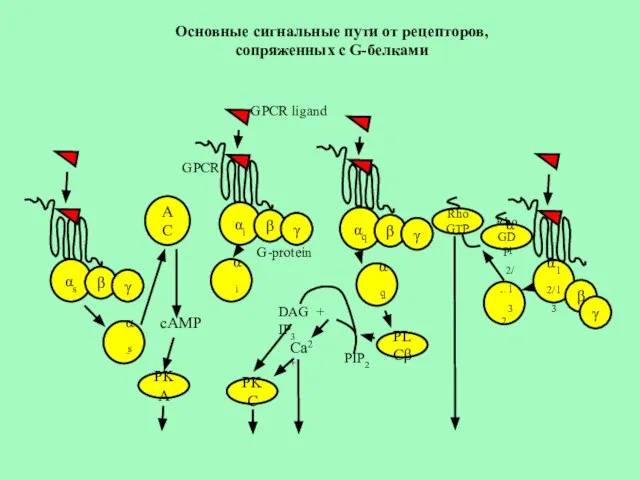 Основные сигнальные пути от рецепторов, сопряженных с G-белками αs β γ αi
