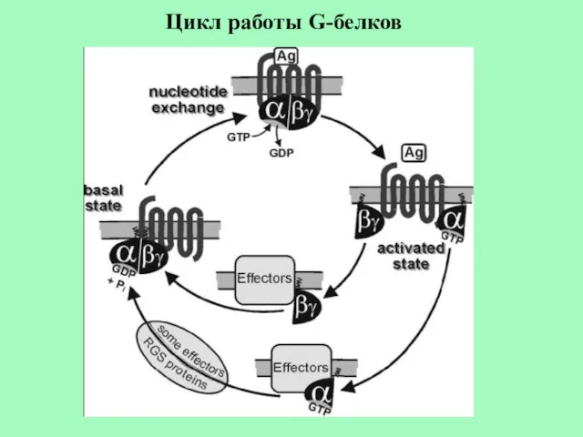 Цикл работы G-белков
