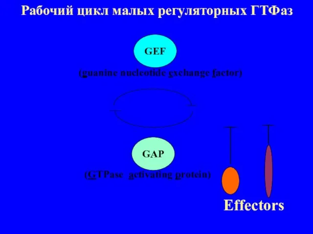 Рабочий цикл малых регуляторных ГТФаз GEF GAP (guanine nucleotide exchange factor) (GTPase activating protein) Effectors