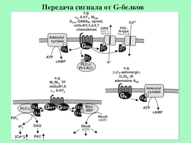 Передача сигнала от G-белков