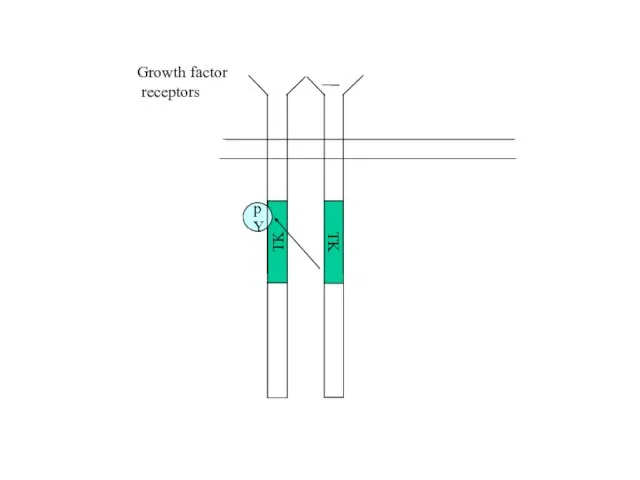 TK Growth factor receptors TK pY