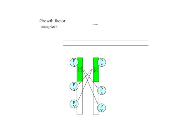 pY pY pY pY TK Growth factor receptors TK pY pY