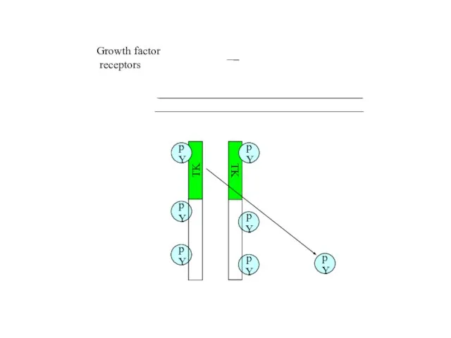 pY pY pY pY TK Growth factor receptors TK pY pY pY