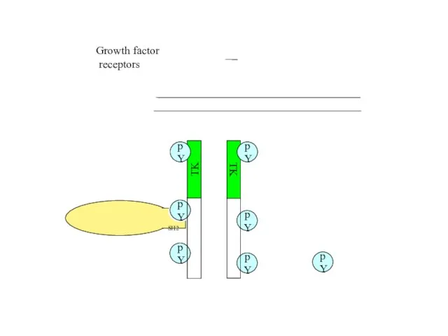 SH2 pY pY pY pY TK Growth factor receptors TK pY pY pY