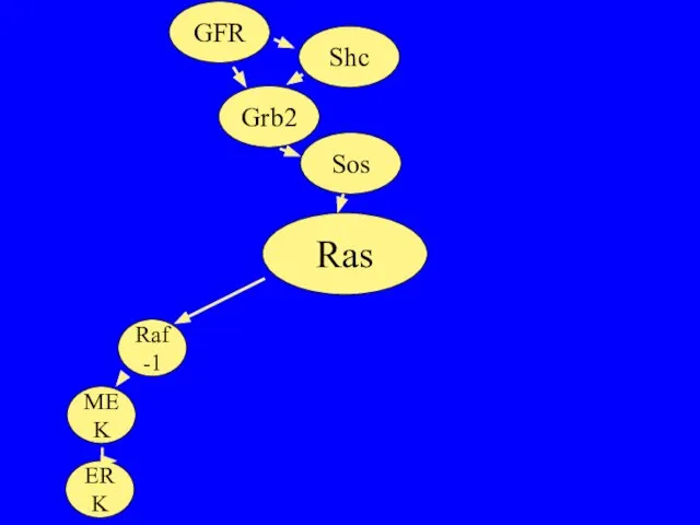 Ras Raf-1 MEK ERK Sos Grb2 Shc GFR