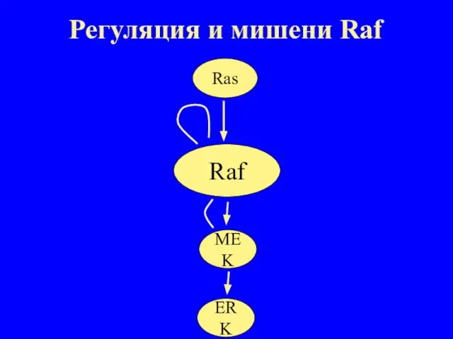 Raf MEK ERK Ras Регуляция и мишени Raf