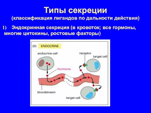 Типы секреции (классификация лигандов по дальности действия) Эндокринная секреция (в кровоток; все