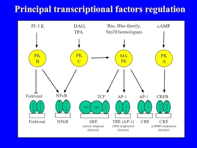 Principal transcriptional factors regulation SRF SRF CREB CREB CRE (cAMP-responsive element) c-Jun