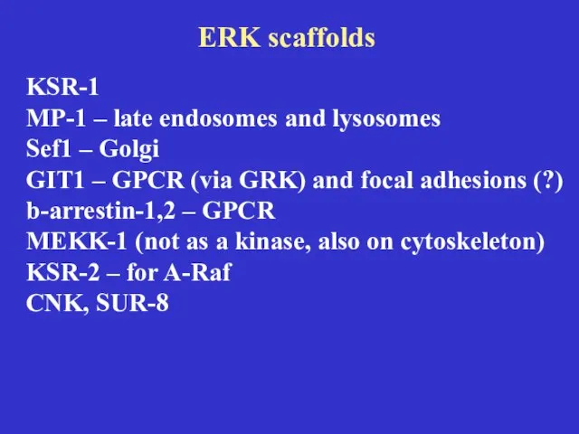 ERK scaffolds KSR-1 MP-1 – late endosomes and lysosomes Sef1 – Golgi