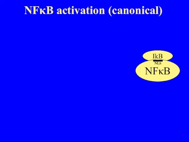 IkB NFκB NFκB activation (canonical) NLS