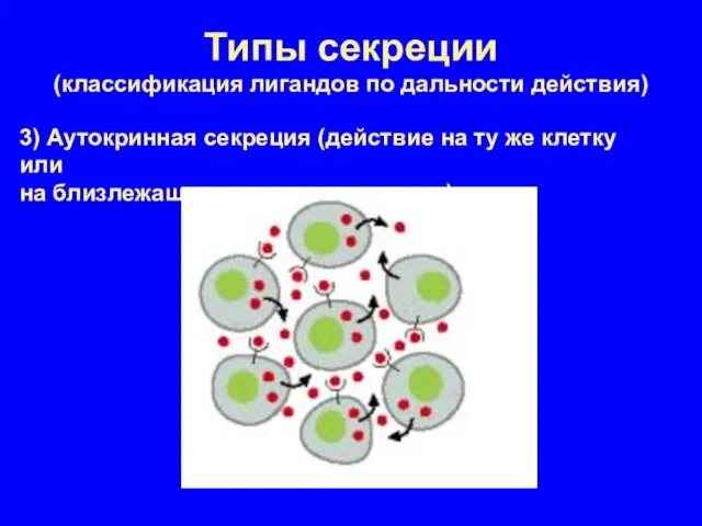 Типы секреции (классификация лигандов по дальности действия) 3) Аутокринная секреция (действие на