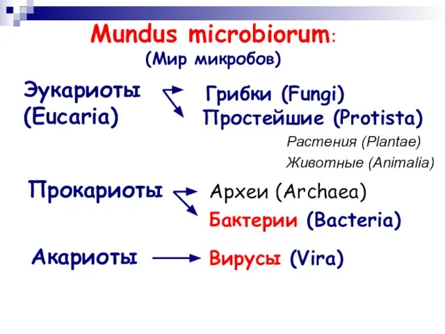 Mundus microbiorum: (Мир микробов) Прокариоты Эукариоты (Eucaria) Акариоты Археи (Archaea) Бактерии (Bacteria)