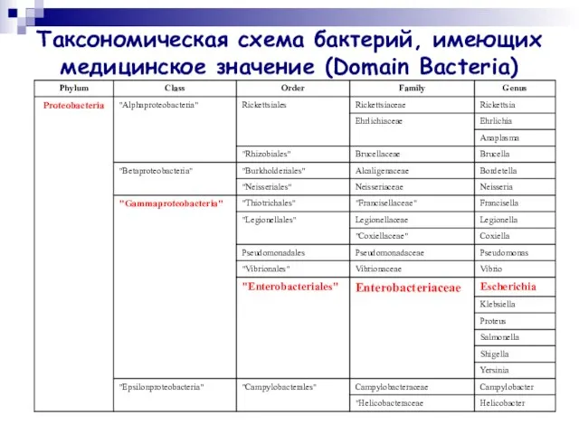 Таксономическая схема бактерий, имеющих медицинское значение (Domain Bacteria)