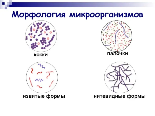 Морфология микроорганизмов кокки палочки извитые формы нитевидные формы