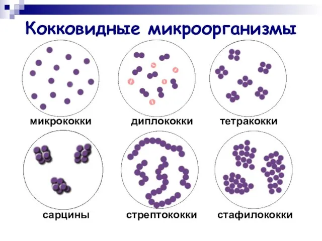 Кокковидные микроорганизмы микрококки диплококки тетракокки сарцины стрептококки стафилококки