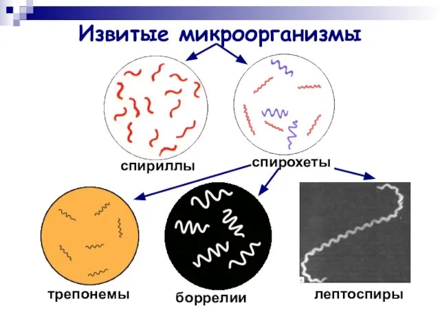 Извитые микроорганизмы спириллы спирохеты трепонемы боррелии лептоспиры