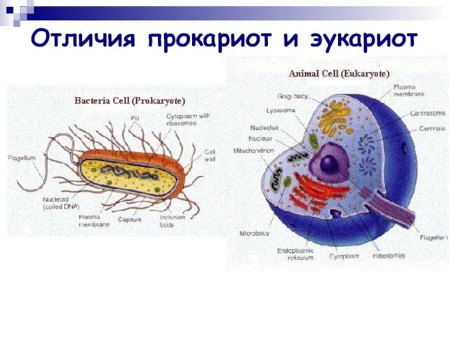 Отличия прокариот и эукариот