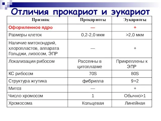 Отличия прокариот и эукариот