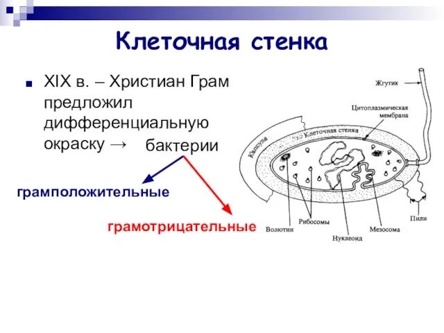 Клеточная стенка XIX в. – Христиан Грам предложил дифференциальную окраску → бактерии грамположительные грамотрицательные