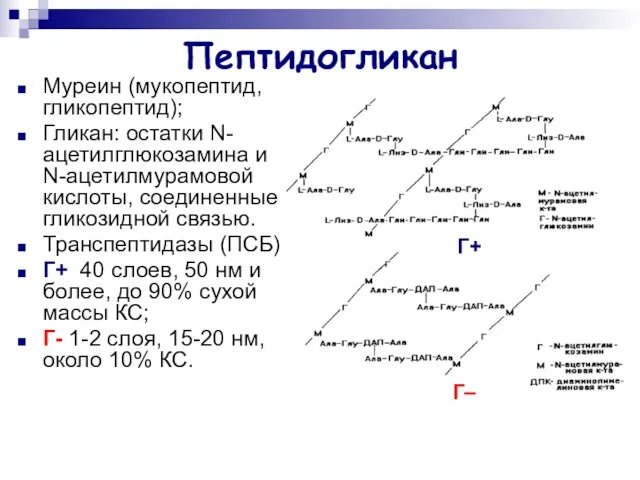 Пептидогликан Муреин (мукопептид, гликопептид); Гликан: остатки N-ацетилглюкозамина и N-ацетилмурамовой кислоты, соединенные гликозидной