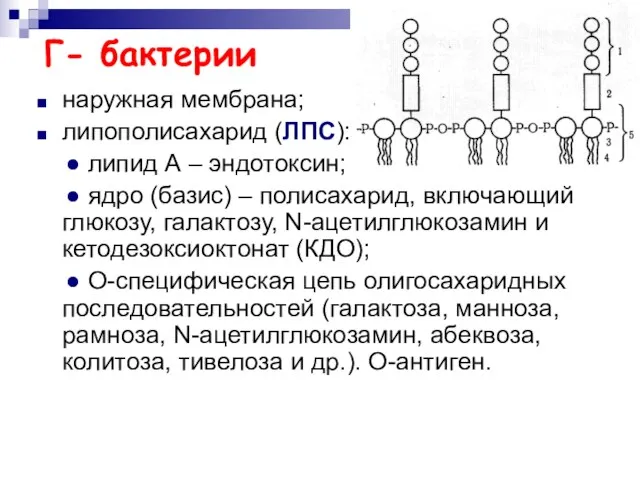 Г- бактерии наружная мембрана; липополисахарид (ЛПС): ● липид А – эндотоксин; ●